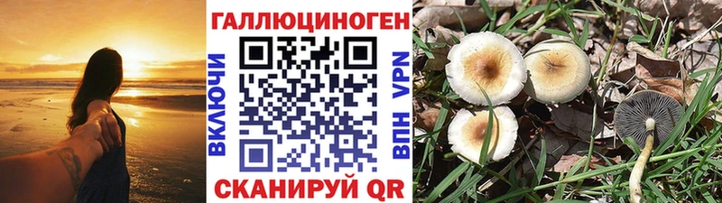 Галлюциногенные грибы Psilocybine cubensis  Лыткарино 